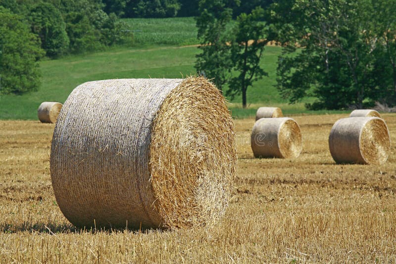 Field with Bales of Hay