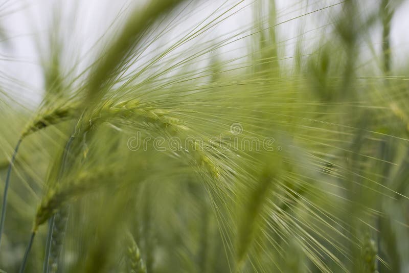 Field of barley