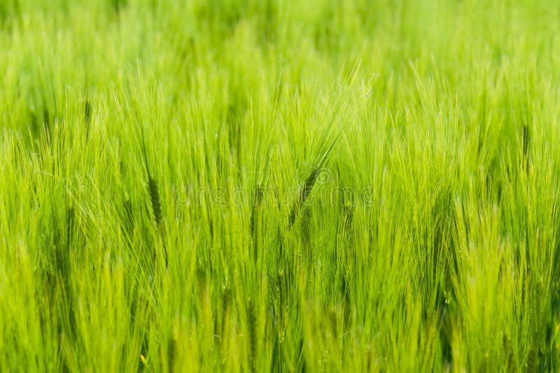 Endless fields of barley in the Uckermark region in Germany. Endless fields of barley in the Uckermark region in Germany