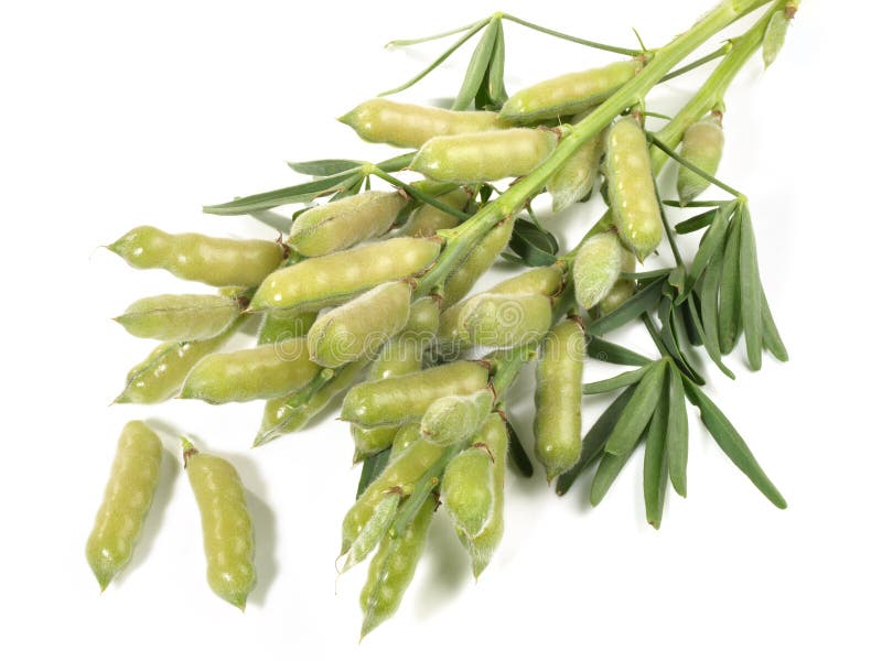 Field Beans Plant on White Background Isolated Stock Image Image of