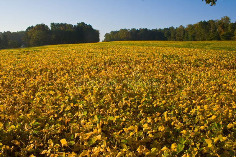 Soy Bean Field stock image. Image of vegitables, grow 34499673