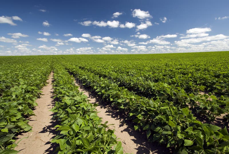 Field of beans on a sunny day stock images