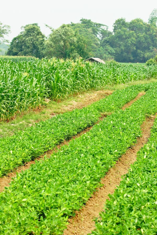 Field beans and sweet corn