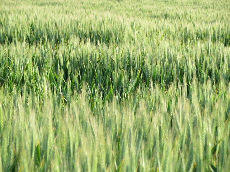 Field beautiful green cereal spikes natural food