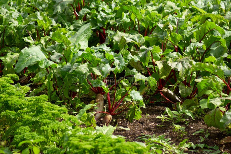 Field of Beetroot Red Beets Stock Image Image of ingredient, harvest 39724291