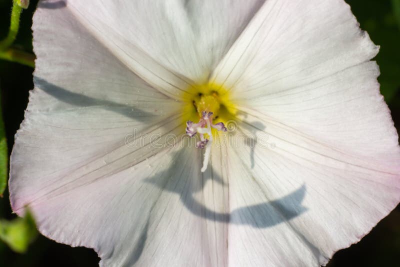 Field Bindweed, Convolvulus Arvensis European Bindweed Creeping Jenny ...