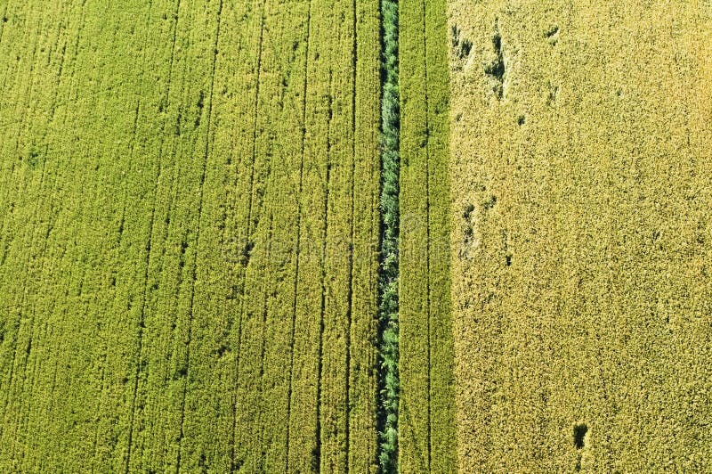 Field, bird eye stock photography