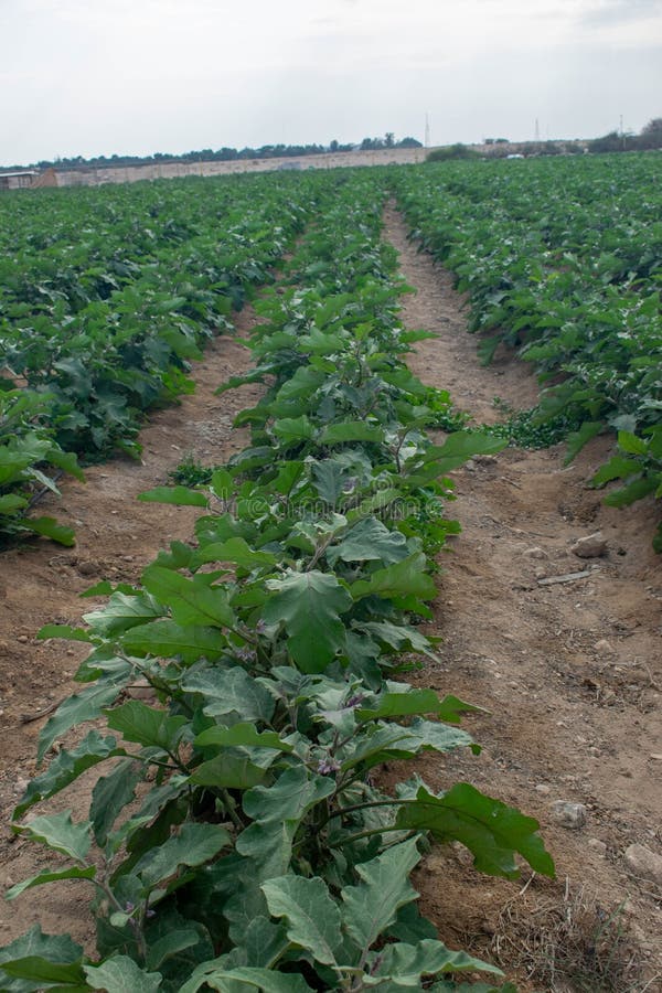 Doha Qatar Egg Stock Photos Free & RoyaltyFree Stock Photos from