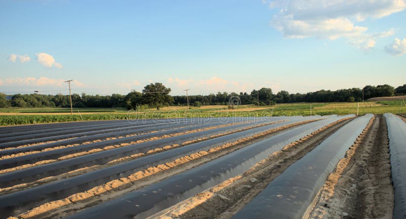 Field with black plastic row covers stock image