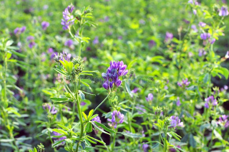 The Field is Blooming Alfalfa Stock Photo Image of alfalfa, harvest