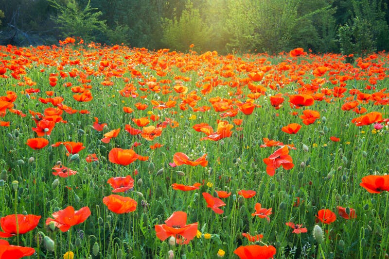 Field of Blooming Colorful Poppies in the Light of Sunrise Stock Photo ...