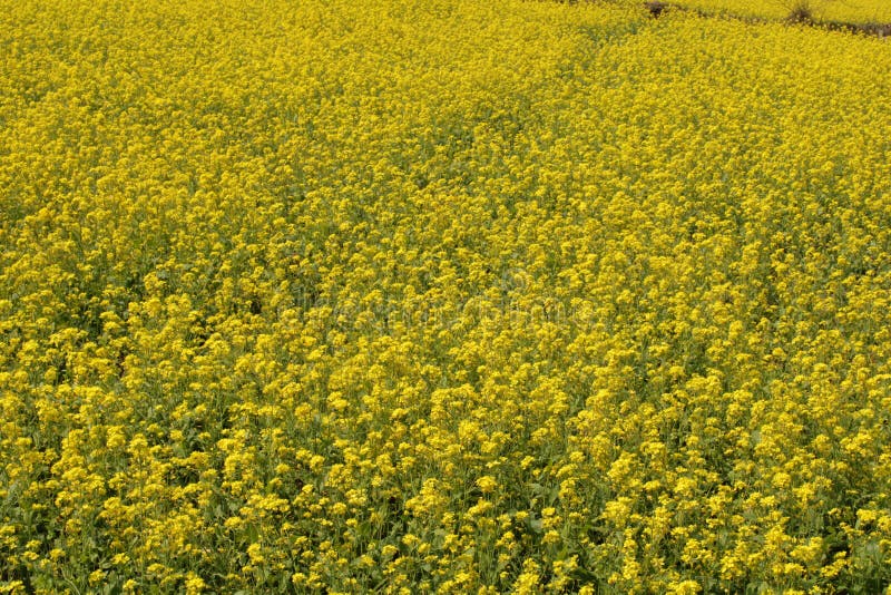 Field of mustard in India stock image. Image of mustard 246628135