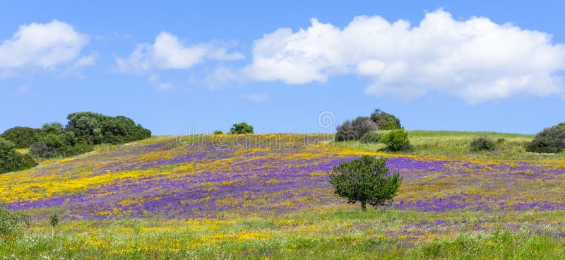 Field blooming in spring with yellow and purple flowers stock photography Field blooming in spring with yellow and purple flowers stock photography
