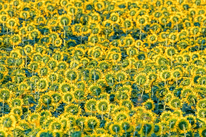 Field of Blooming Sunflowers, Sunflowers Field Stock Photo Image of