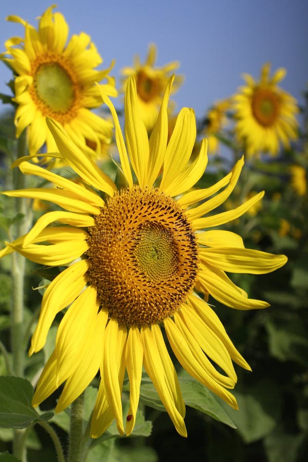 Field of Blooming Sunflowers Stock Photo Image of fields, flower