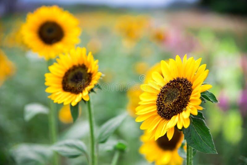 Field of Blooming Sunflowers, Summer Stock Photo Image of growth