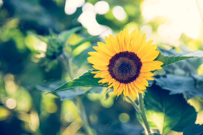 Field of Blooming Sunflowers, Summer Stock Photo Image of organic