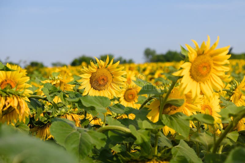 Field of Blooming Yellow Sunflowers in Ukraine Stock Photo Image of