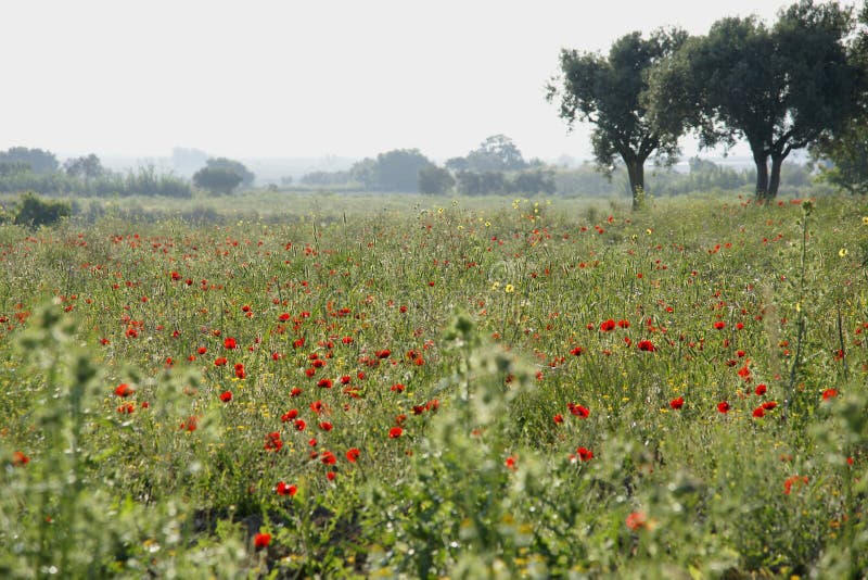 Field with blossoming poppies.