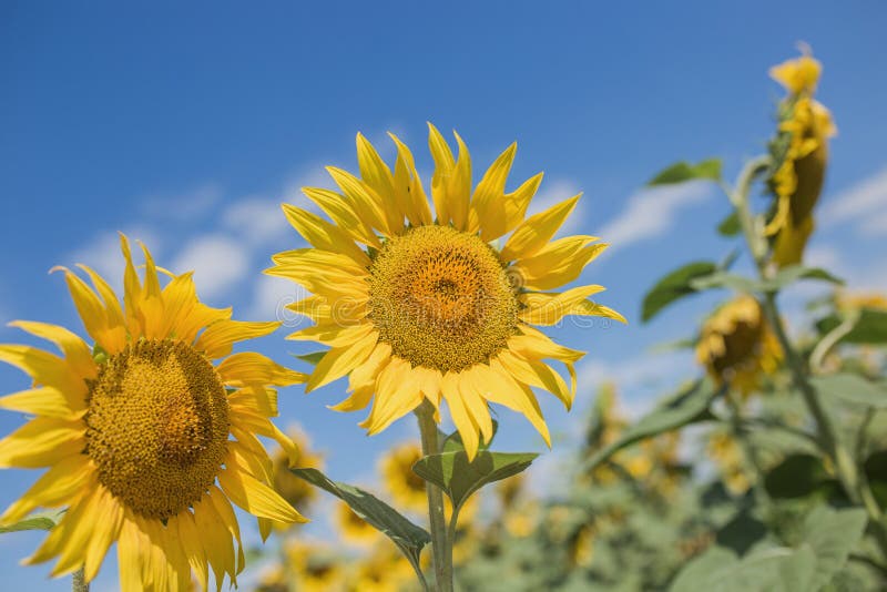 Field of blossoming sunflowers against the blue sky stock images Field of blossoming sunflowers against the blue sky stock images