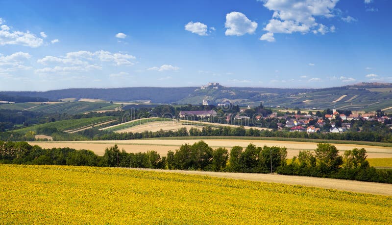 Field with blossoming sunflowers under the blue sky