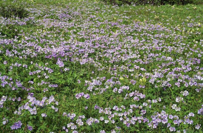 Field with blue flower.