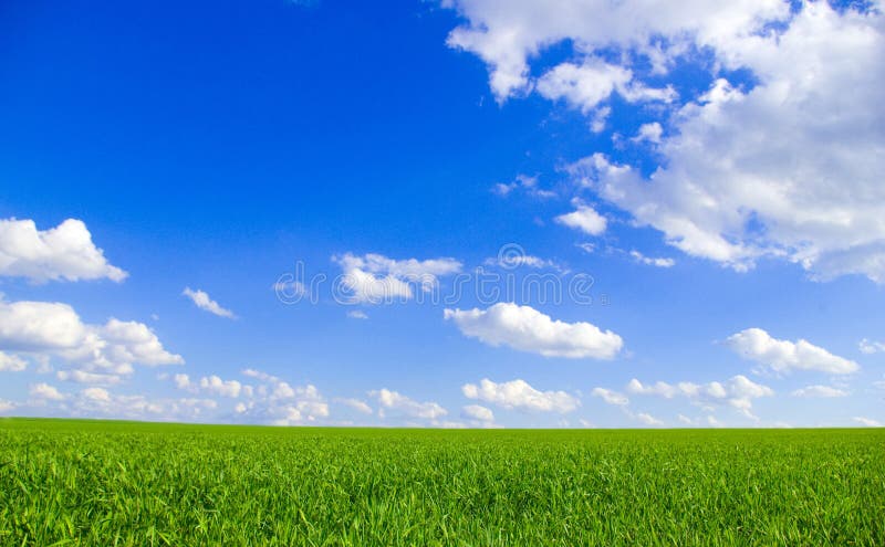 Field and blue sky