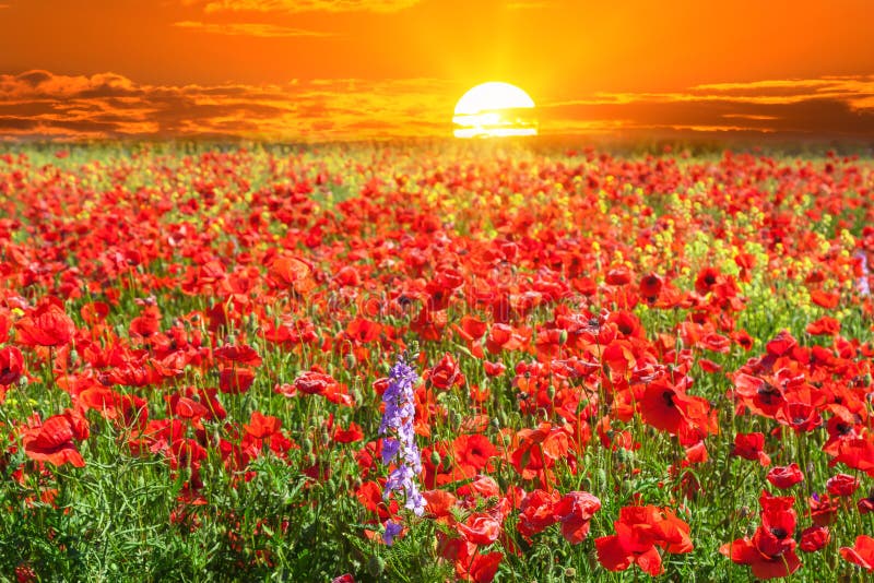 Spring landscape with red poppy field in the sunrise.