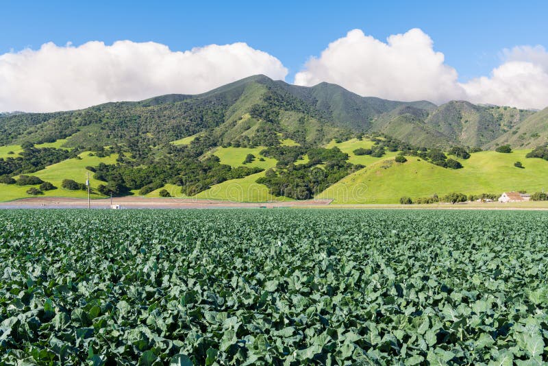 A field of broccoli growing in a field under green, grassy hills and mountains