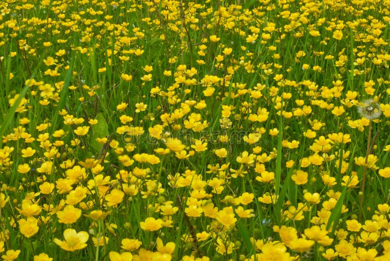 Field of buttercups