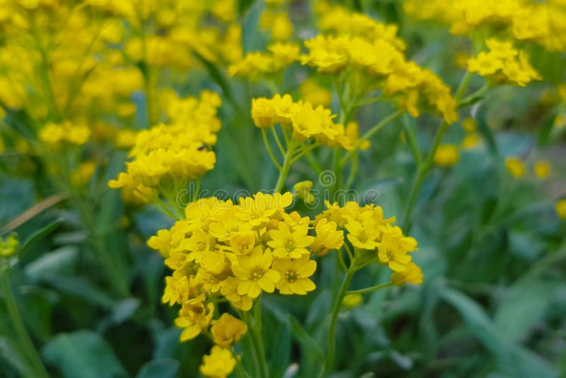 A Field of Buttercups with a Clear Focus Shallow Depth of Field on a