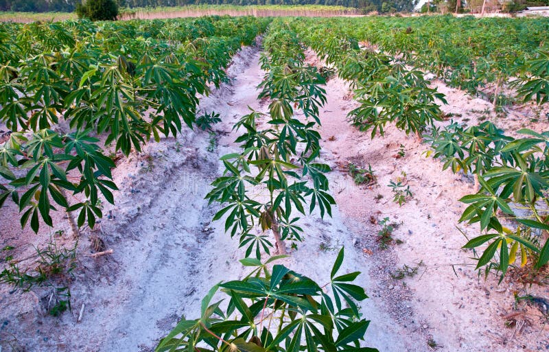 Field of cassava royalty free stock image