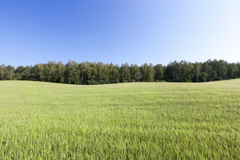 Field with cereal