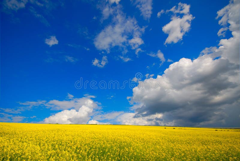 Field and clouds