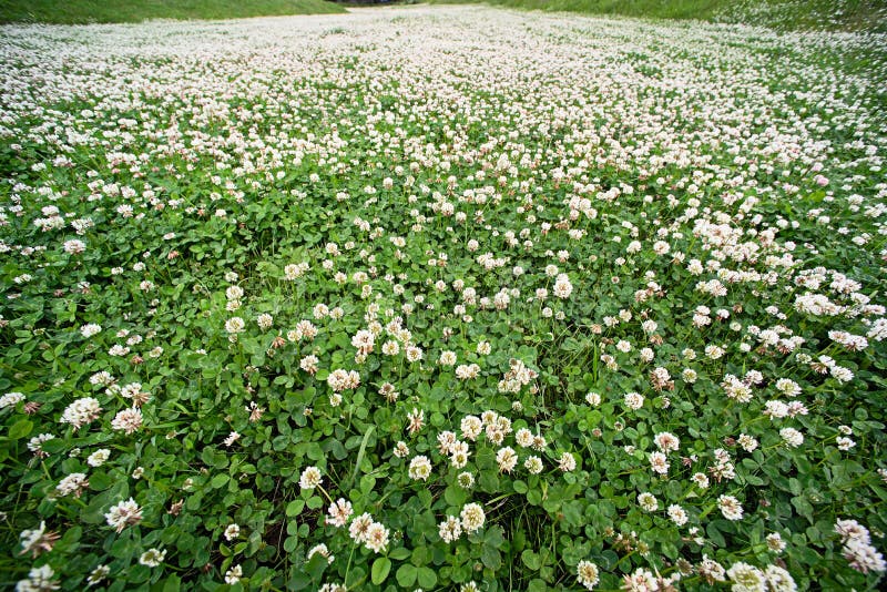 Field of clover stock photo. Image of field, floral, leaving - 95668684