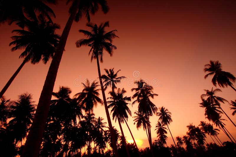 Field Of Coconut Trees, Southern Thailand