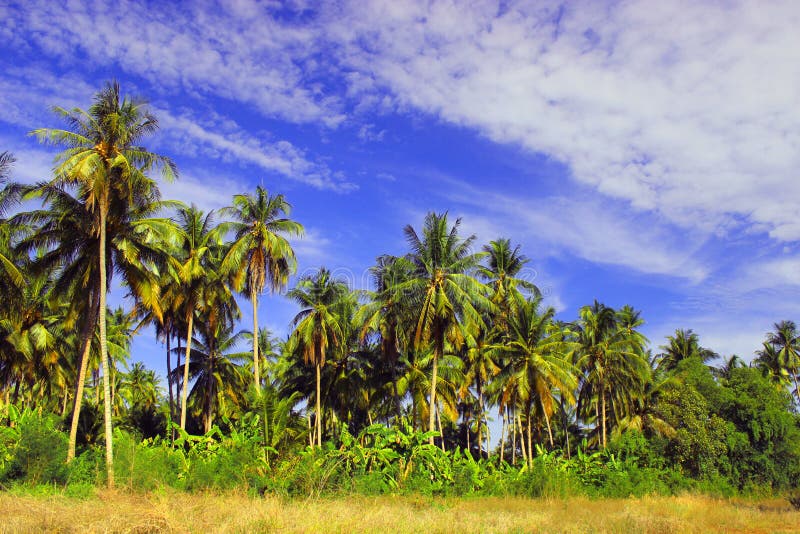 Field of coconut trees stock photo. Image of beautiful - 36060748