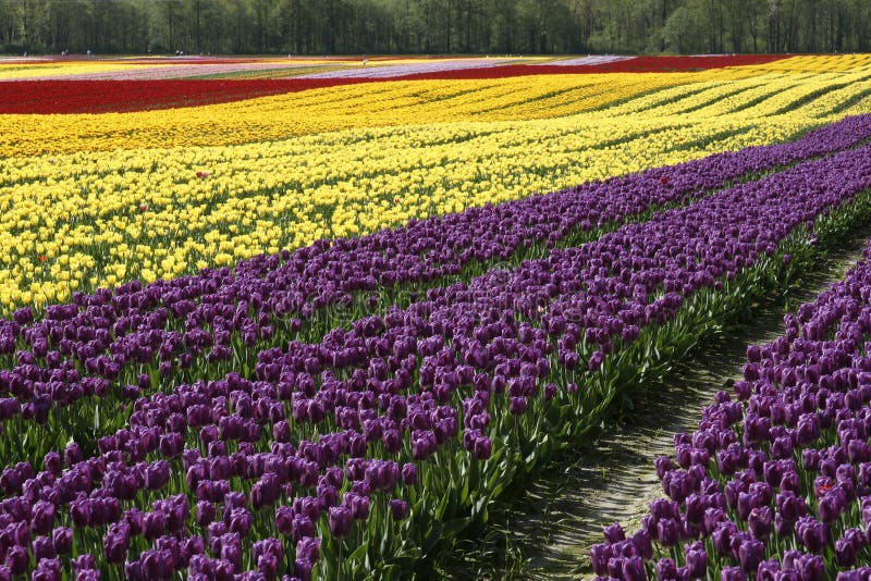 Field Of Colorful Tulips Flowers