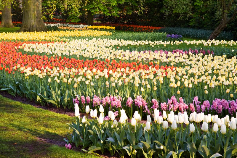 Field of colorful tulips and hyacinths
