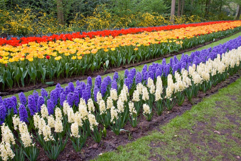 Field of colorful tulips and hyacinths