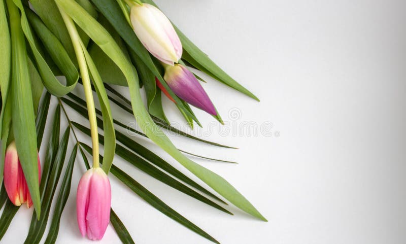 Field of colourful spring tulips fading into the distance as a lower border on a white background with copyspace royalty free stock photo Field of colourful spring tulips fading into the distance as a lower border on a white background with copyspace royalty free stock photo