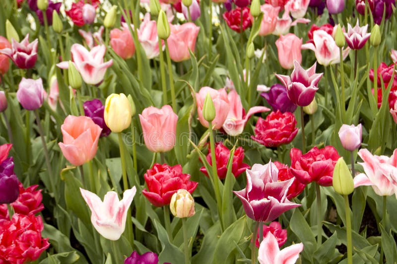 Field of colourfull flowers