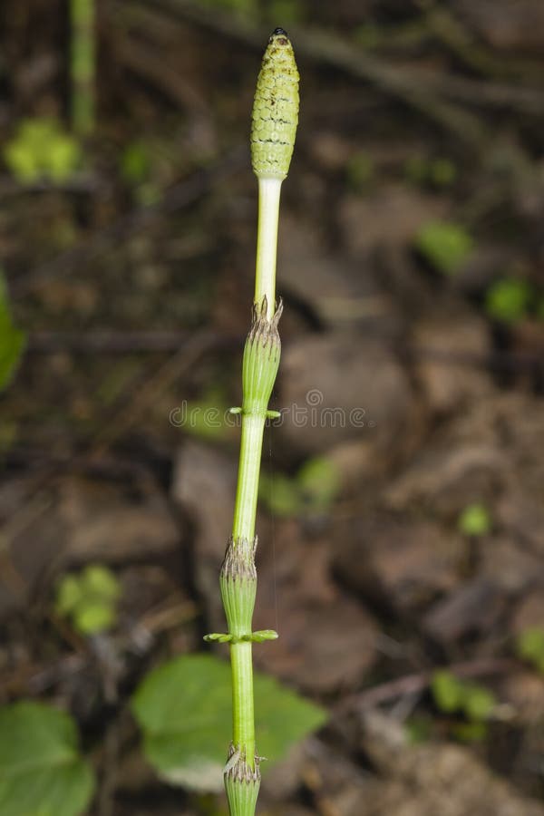 Field or Common Horsetail, Equisetum Arvense, Young Shoots Macro with