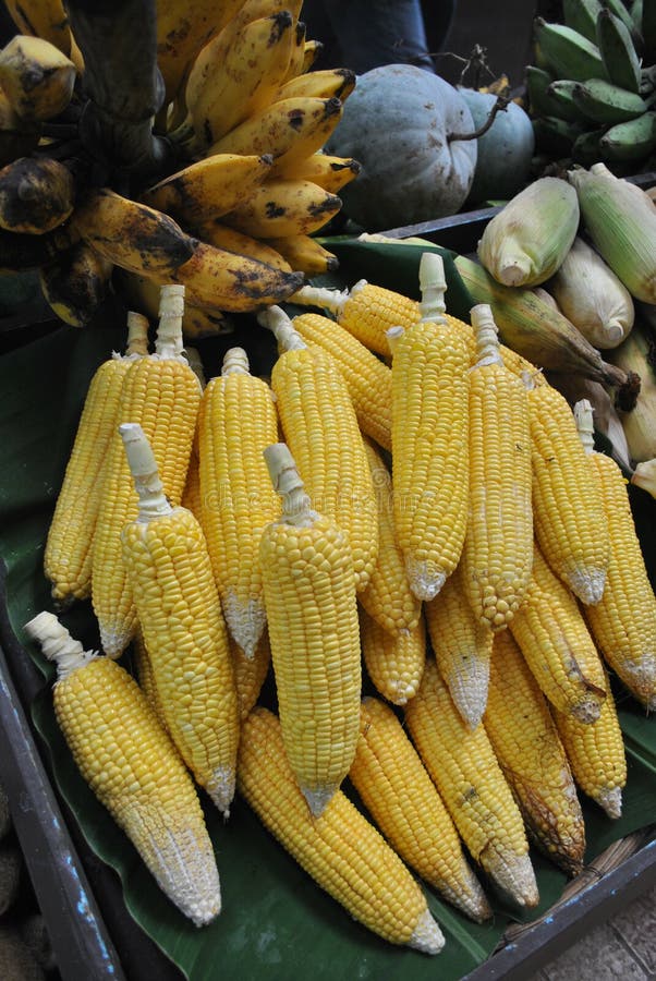 Field corn stock image. Image of vegetables, organic 26766075