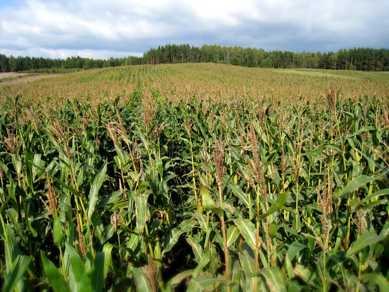 Field Of Corn Picture. Image 6412820
