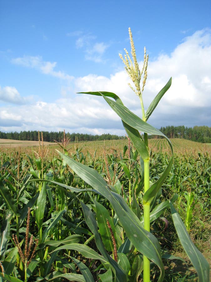 Corn field stock photo. Image of agricultural, land, farm 15397864