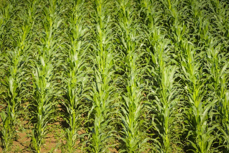 Field of corn stock photo. Image of lined, leaves, leaf 119726024