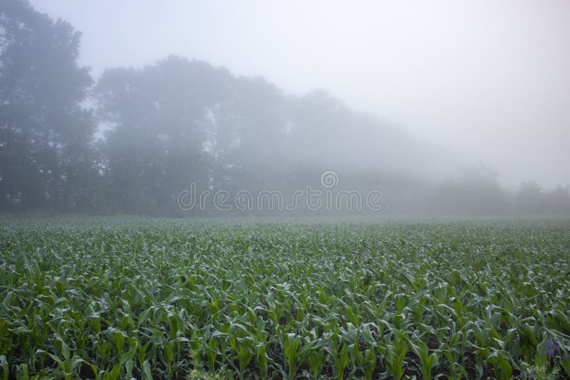 Field with corn crops in the morning fog near the forest