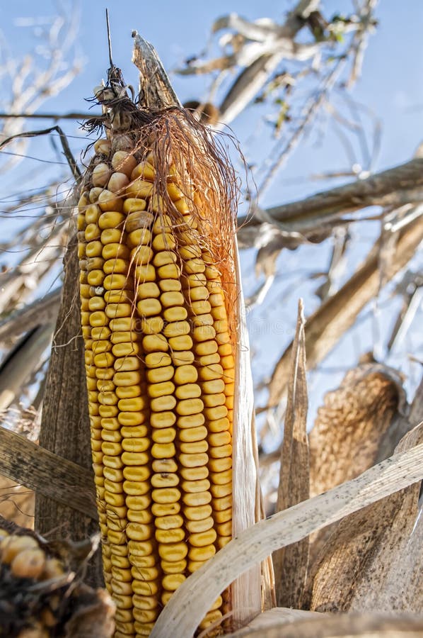 Ears of corn stock photo. Image of garden, farm, forage 16819464