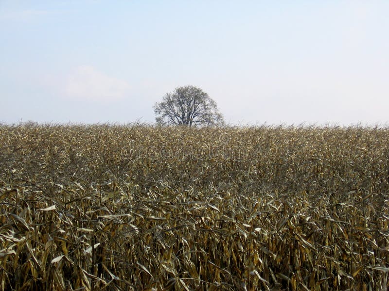 Field of corn after harvest with a clear sky-stock photos royalty free stock photo Field of corn after harvest with a clear sky-stock photos royalty free stock photo